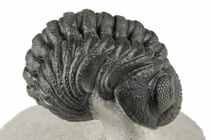 Curled Morocops Trilobite Fossil - Very Nice Prep #204241